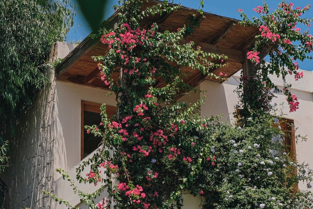 Maçakızı